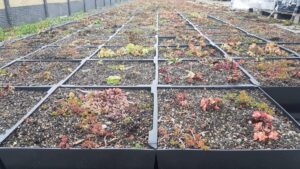 taimekatus murukatus3