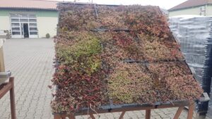 taimekatus murukatus4